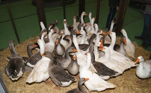 Patos y ocas.