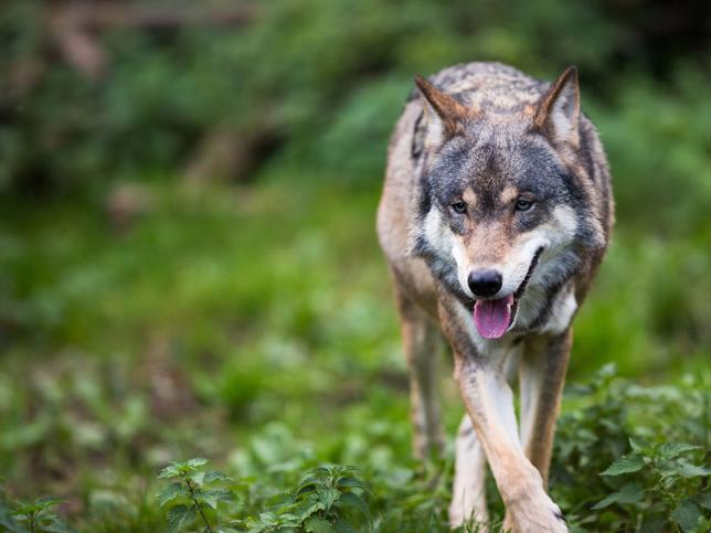 El lobo, un animal nocturno.