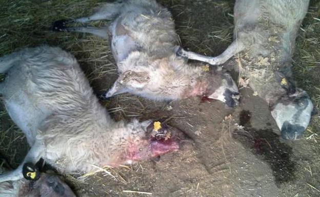 Ovejas muertas en ataques de lobo en Fresnadillo de Sayago.