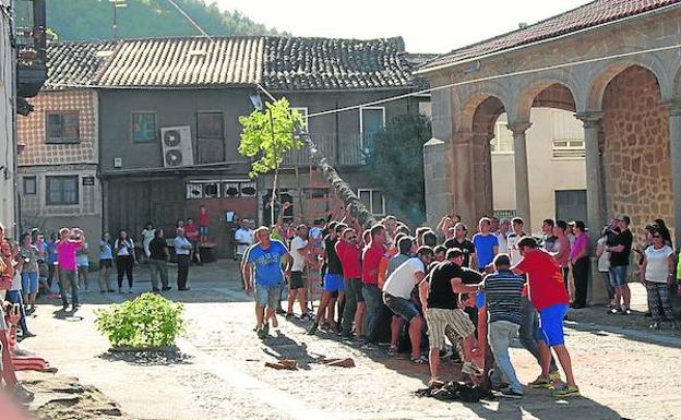 Izado del castaño en la plaza de la Iglesia y el árbol, una vez instalado en su lugar.
