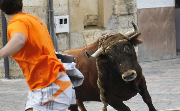 Espectáculo del toro enmaromado, en Astudillo el año pasado.