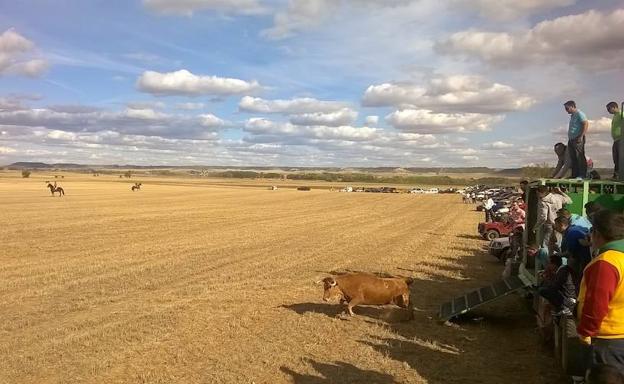 Desenjaule de la vaca que ayer se soltó en el encierro por el campo de Tordehumos.
