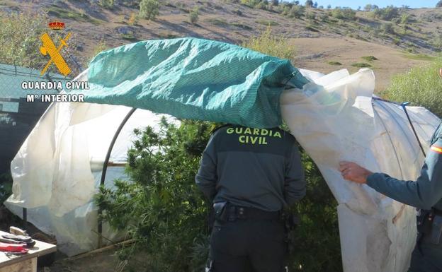 Plantas de marihuana intervenidas. /El Norte