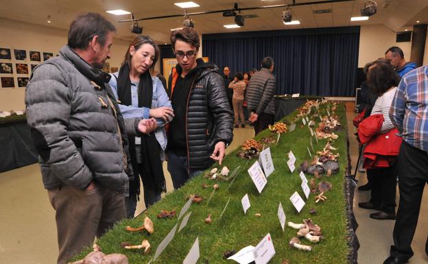 Exposición micológica en el centro cívico Zona Sur. /RODRIGO JIMÉNEZ