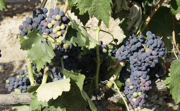 Uvas en los viñedos de Ribera del Duero, en Peñafiel/RUBÉN RAMOS