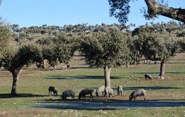 Los 130 cerdos de la raza lampiño portugués -de color negro y sin pelo- cuentan con más de una hectárea de dehesa cada uno en la finca ubicada en Vecinos. /M. J. Gutiérrez