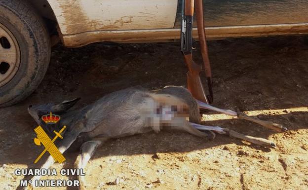 Corzo y arma intervenidos/BC