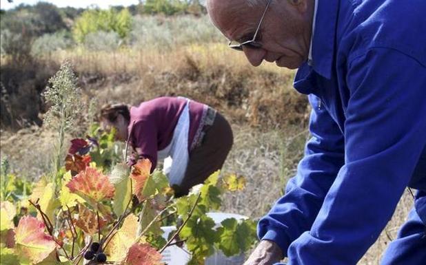 Viticultores de la Denominación de Origen Arribes. /El Norte