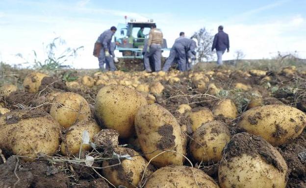 Recogida de patatas en Campaspero (Valladolid)./Fran Jiménez
