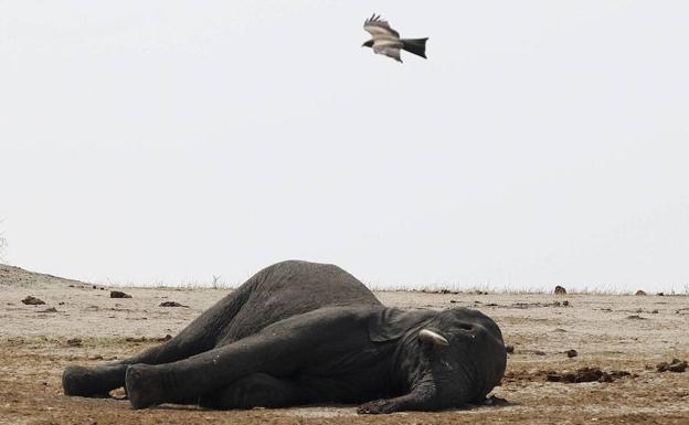 Cadáver de un elefante africano. /Philimon Bulawayo (Reuters)