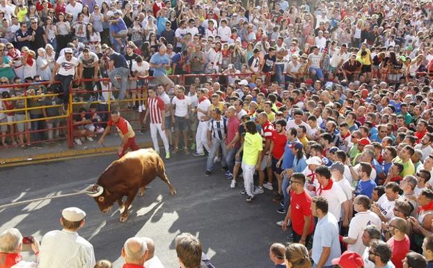 Toro enmaromado de Benavente. /J. L. Leal