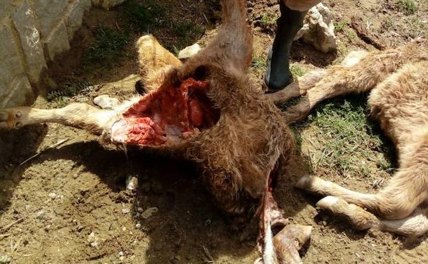Un ganadero muestra ternero atacado por lobos/Alianza UPA-COAG