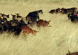 Introducirán 150.000 cabras en la raya con Portugal para prevenir incendios forestales
