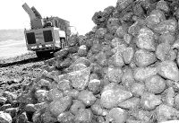 Los remolacheros palentinos recibirán 5,5 millones de euros por el pago único/