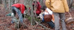 Un grupo de aficionados busca setas en el interior de un bosque de encinas. / EL NORTE/