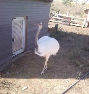 Ñandú localizado por la Guardia Civil en el zoo ilegal. / EL NORTE/