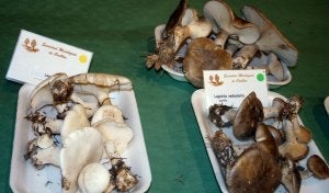 Bandejas con diferentes tipos de setas recogidas en la zona el año pasado. / M . RICO/