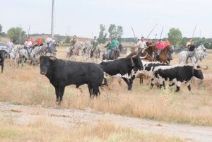 Los caballistas observan a los astados. ::
DAVID MUÑOZ/