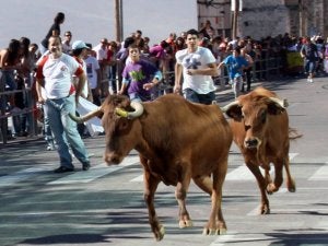 Suelta de vaquillas en una edición pasada de la fiesta. ::
M. RICO/