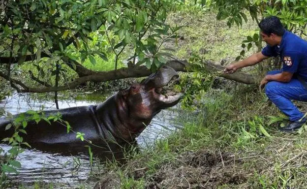 Qué fue de los hipopótamos de Pablo Escobar | El Norte de Castilla