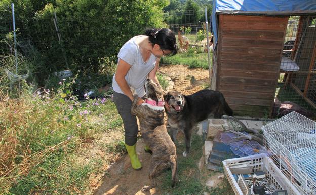 No Podemos Mas Por Cada Veinte Abandonos Solo Hay Dos Adopciones El Norte De Castilla