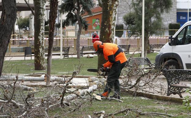 IU critica las «podas severas» de árboles y pide aclaraciones al grupo de  gobierno | El Norte de Castilla