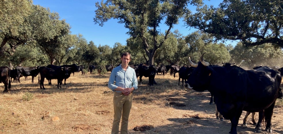 La raza sayaguesa, apreciada por su carne y en peligro de extinción - Vimarsana News