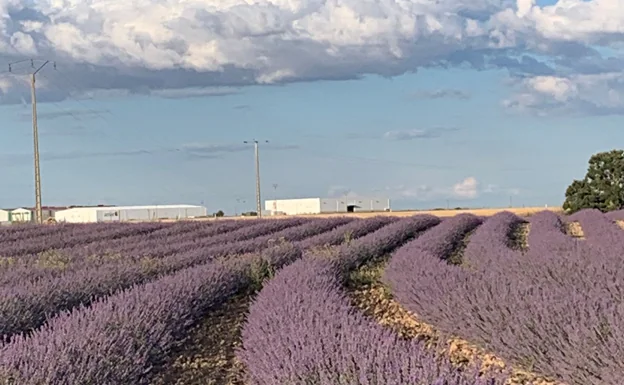 La región dedica más de  hectáreas a la lavanda y lavandín | El Norte  de Castilla