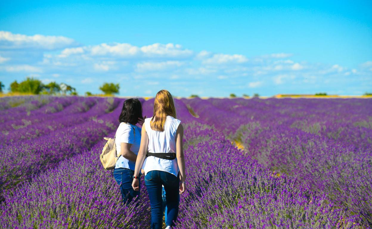 La floración de la lavanda congrega en Tiedra a cientos de visitantes | El  Norte de Castilla