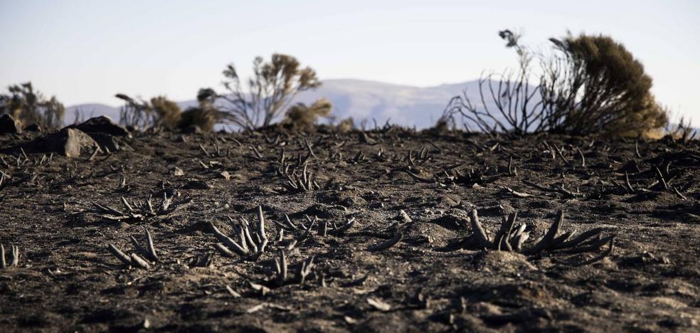 Navalacruz acumula el 25% de las hectáreas quemadas este año en España | El  Norte de Castilla