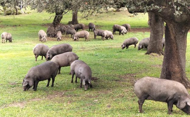 Iberian pig exploitation. 