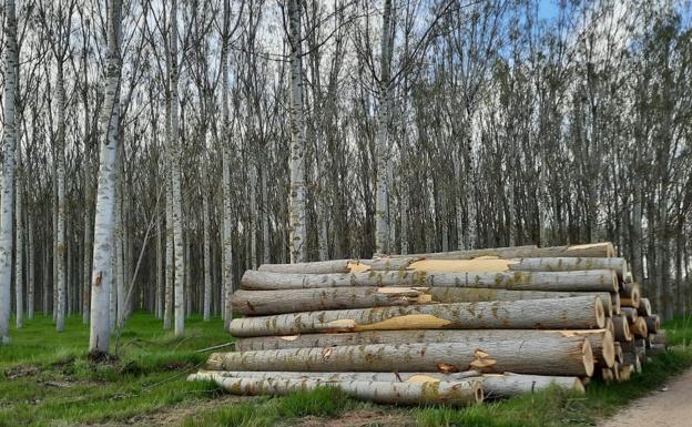 El sector forestal de Castilla y León reclama a la Junta un nueva estrategia para poner en valor los recursos del monte