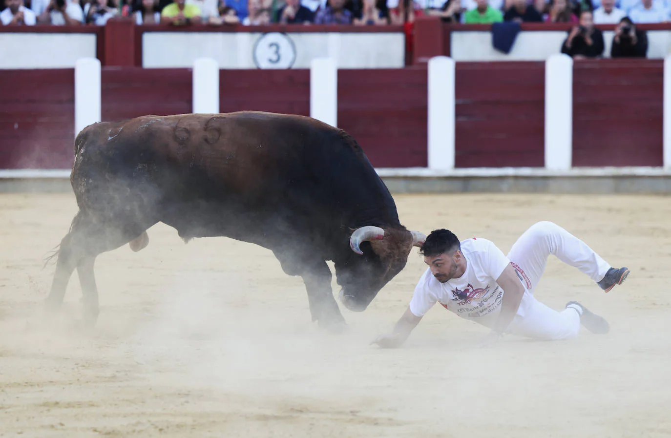 Fotos: La Final De Corte Puro, En La Plaza De Toros De Valladolid | El ...