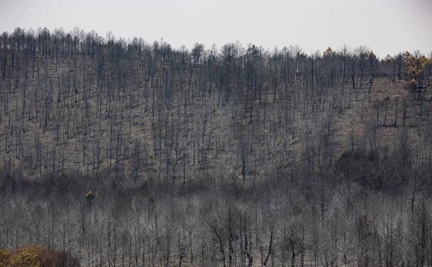 La fuerte disputa por los árboles quemados de Monsagro dispara el precio de  la madera | El Norte de Castilla