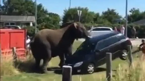 Elefantes enfurecidos destrozan un coche | El Norte de Castilla