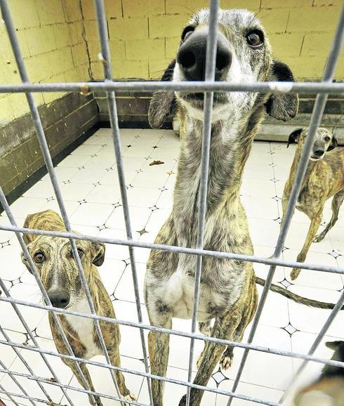 El 5 De Los Robos De Galgos Denunciados En Espana Se Localizan En Segovia El Norte De Castilla