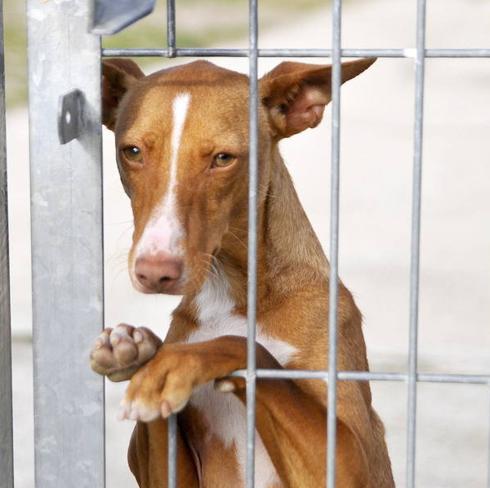 La Protectora Teme El Aumento De Los Sacrificios De Perros Abandonados En La Provincia El Norte De Castilla