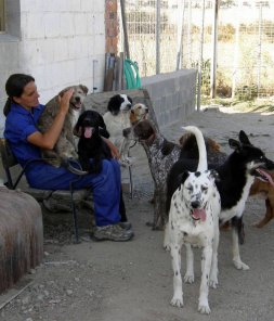 La Protectora De Segovia Recogio 3 000 Animales En Catorce Anos El Norte De Castilla